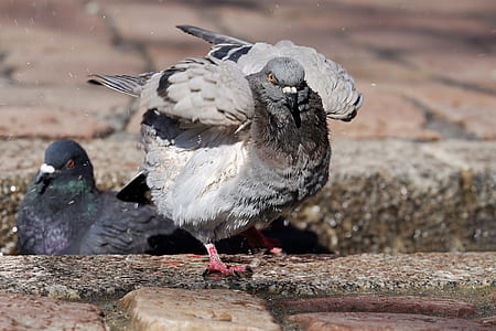 two gray doves on pavement thumbnail