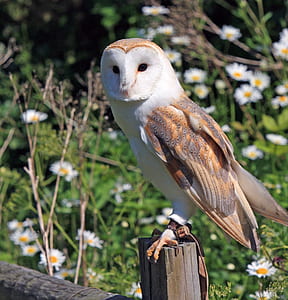 photo of brown and white owl perched on wood thumbnail