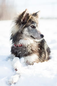 wolf on snow thumbnail