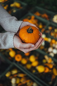 orange squash thumbnail