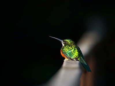 black and green bird photo thumbnail
