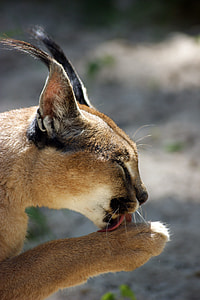 ocelot licking its paw thumbnail