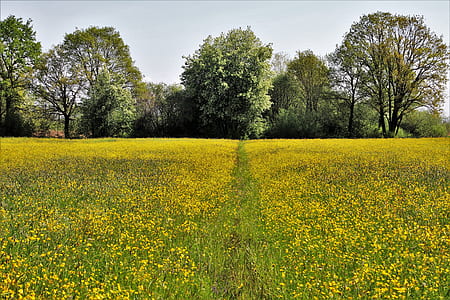 yellow petaled flower field surrounded with trees thumbnail