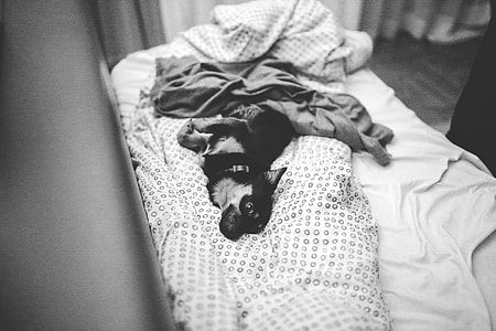 puppy lying on comforter close-up photo thumbnail