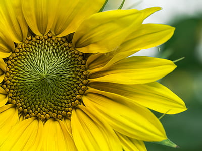 close up photography of sunflower thumbnail