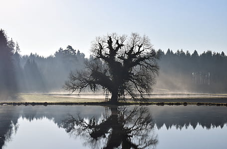 bare tree besides water thumbnail