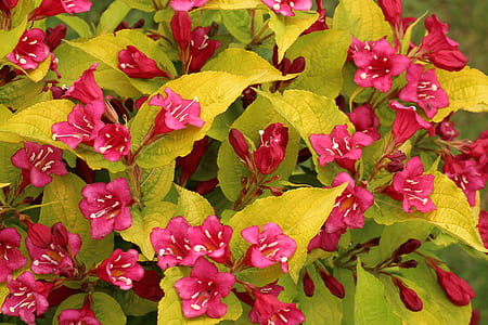 close-up photo of red trumpet petaled flowers in bloom thumbnail