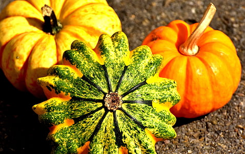 orange pumpkins on ground thumbnail