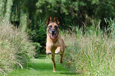 dog running on grass field thumbnail