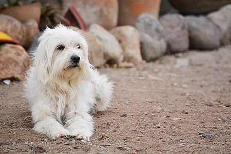 adult white Maltese prone lying on dirt road at daytime thumbnail