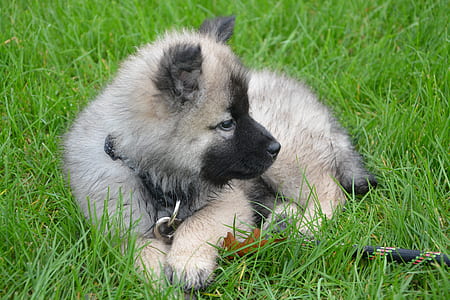 tan German shepherd puppy resting on grasses thumbnail