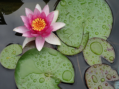 water lily on body of water thumbnail