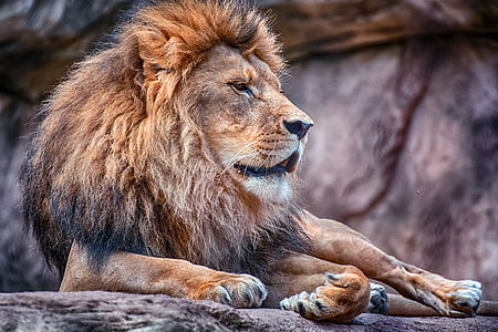 brown and black lion thumbnail