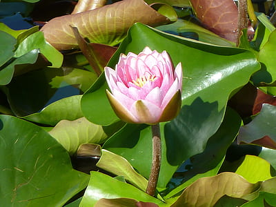 pink petaled flower thumbnail