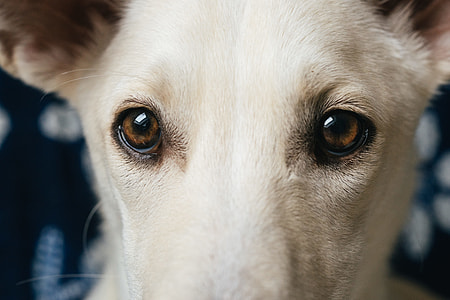 Dog eyes thumbnail