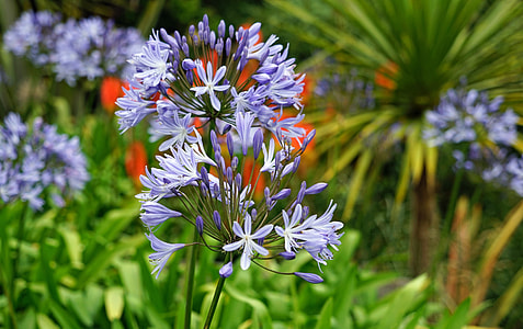 Agapanthus, Flower Purple thumbnail