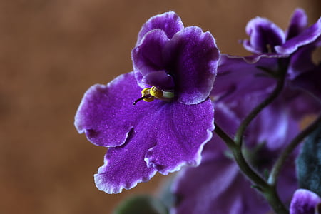 macro photography of purple orchid flower thumbnail