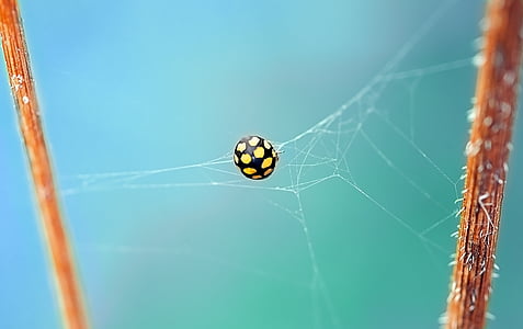 yellow and black spider on web thumbnail