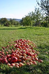red apple fruits on green grass field thumbnail