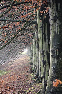 selective focus photography of tree thumbnail
