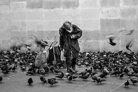 grayscale photography of man surrounded by pigeons thumbnail