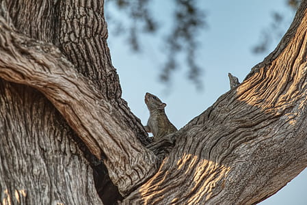 gray squirrel on brown tree thumbnail