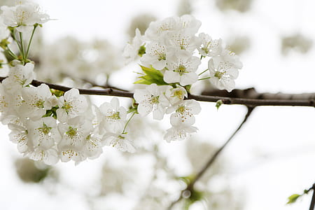 closeup photo of white petaled flowers thumbnail