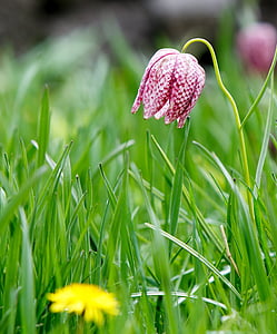 purple and white tulip flower thumbnail