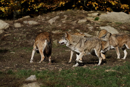 pack of wolves thumbnail