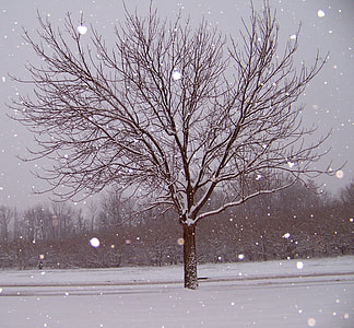 bare tree covered with snow thumbnail