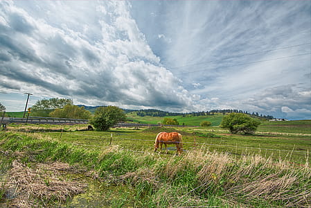 Orange Horse on Green Grass Field Under Gray Clouds thumbnail