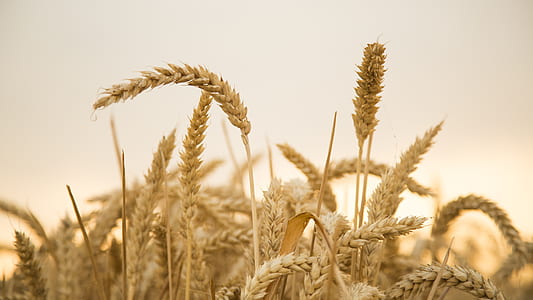 wheat field during day thumbnail