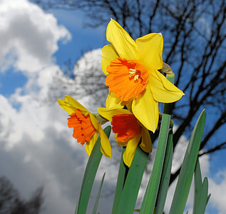selective focus photography of yellow-and-orange daffodil flowers thumbnail