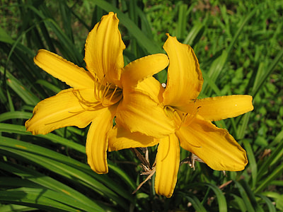 Daylily, Mexican Sunflower thumbnail