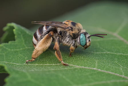 honeybee on green leaf during daytime thumbnail