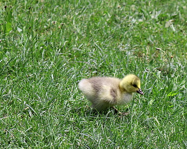 brown and yellow duckling on green grass thumbnail