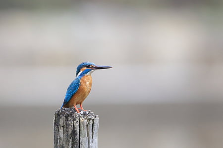 blue and brown bird thumbnail