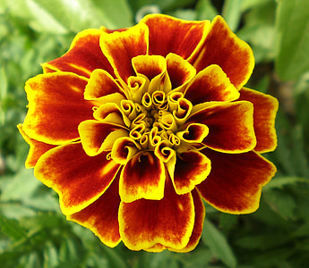flower photography thumbnail