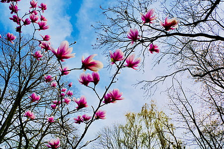 pink flowers under clear blue sky thumbnail