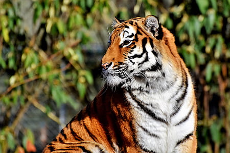 white, black, and brown tiger selective focus photography thumbnail