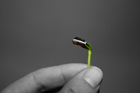 selective color photo of green seed sprout thumbnail