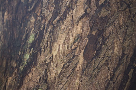 Tree in Closeup Photo thumbnail