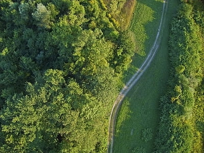aerial view of forest and pathway thumbnail