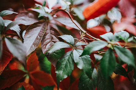 Close-ups of leaves thumbnail