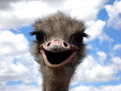 photo of ostrich face thumbnail