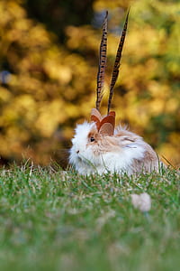 white and tan rodent thumbnail