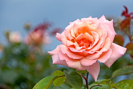 selective focus photography pink rose thumbnail
