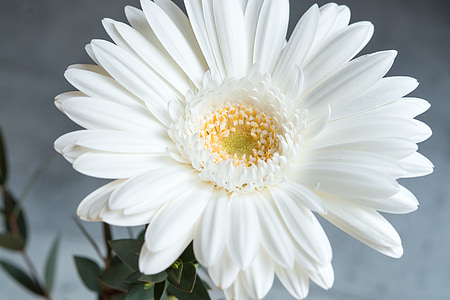 selective focus photography of white daisy flower thumbnail