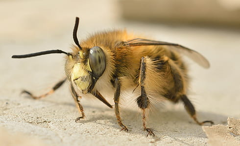 closeup photography of brown bee on brown surface at daytime thumbnail