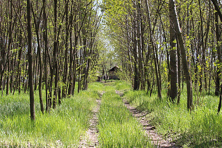 Road, Forest Road thumbnail